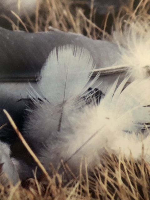Sequinned Feathers