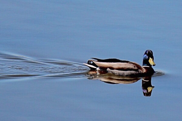 Operation Quack