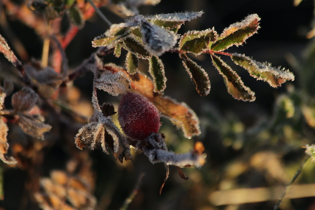 Photo Writing Challenge for Nov 20, 2025