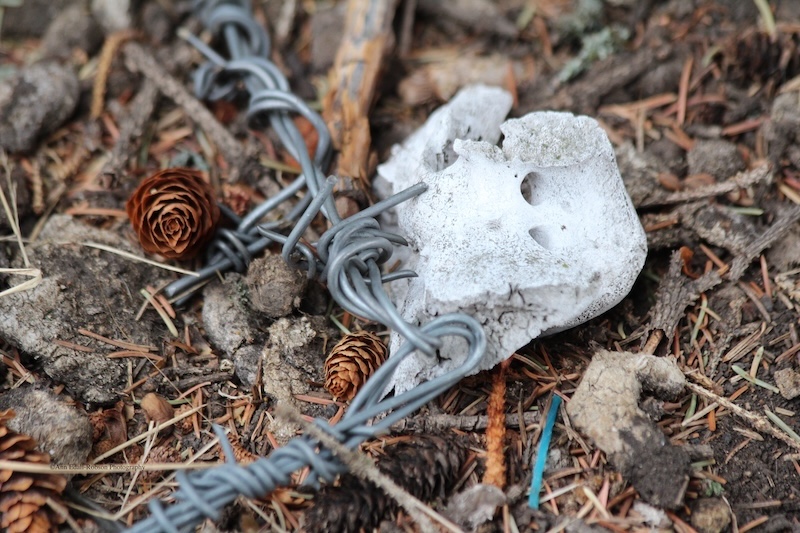 Old bones and barbed wire