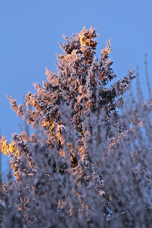 Winter hoar frost