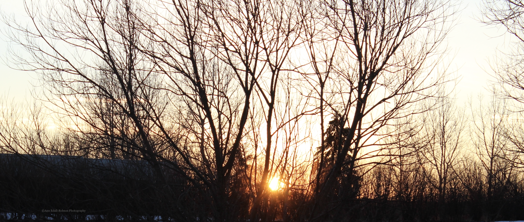 Setting sun through the trees near Strathmore, Alberta