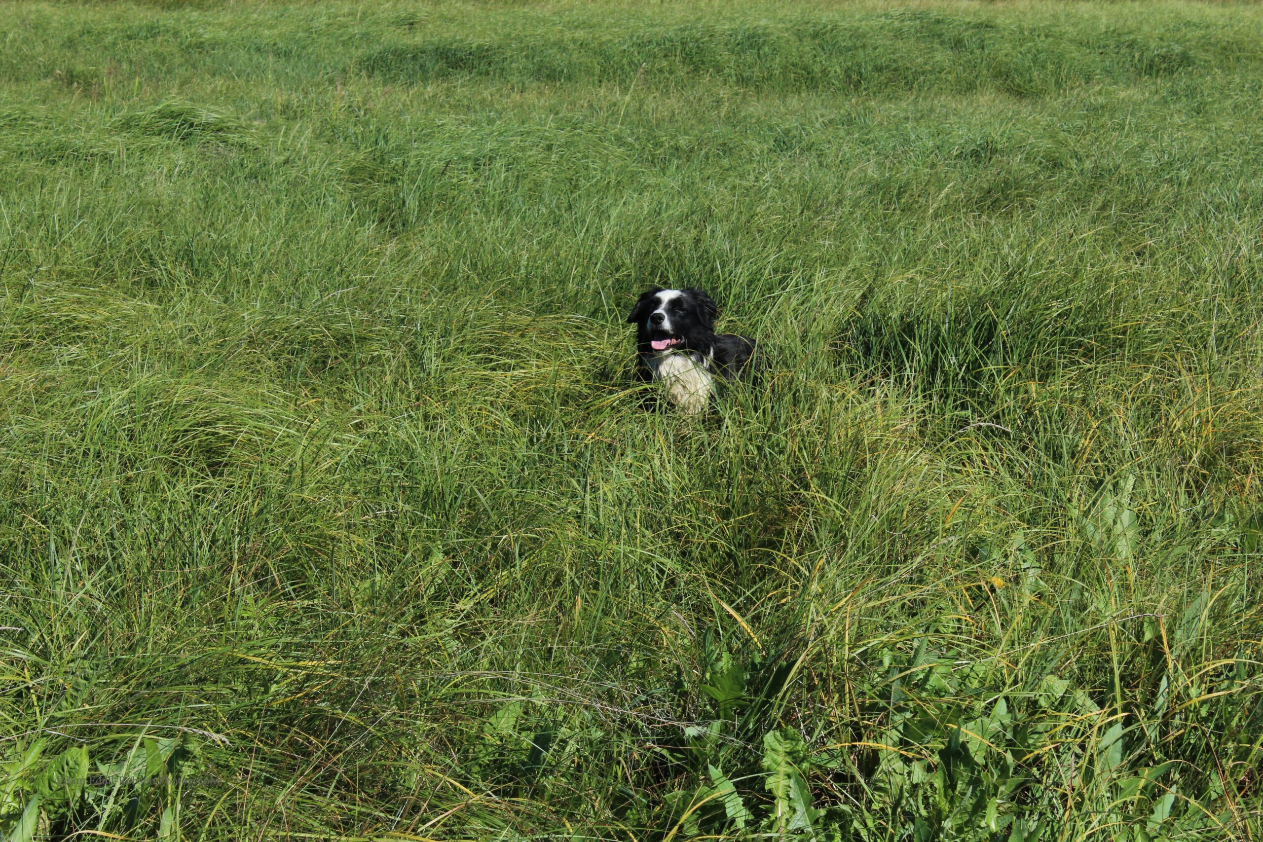 Cow dog in the field.