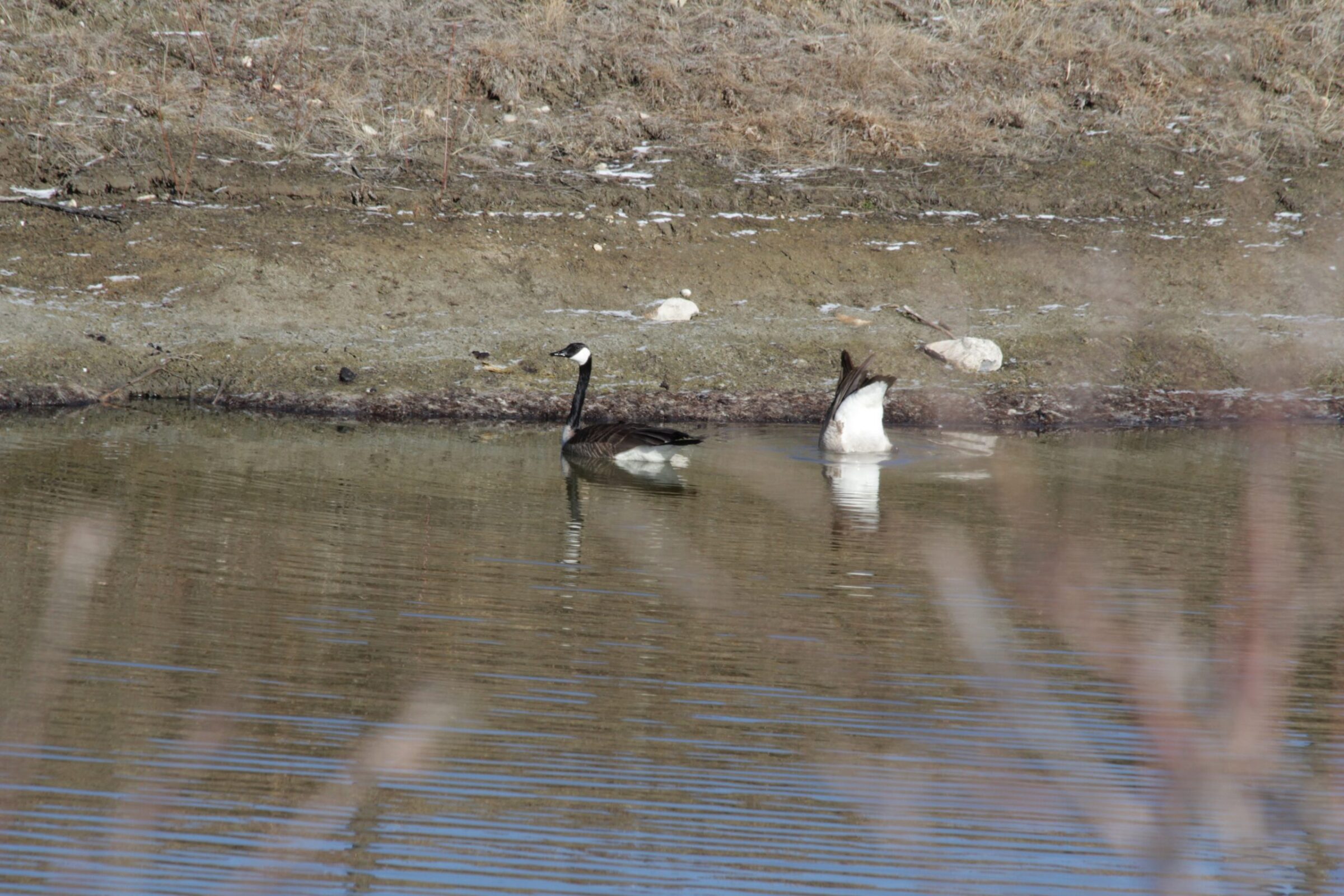 Canada Geese
