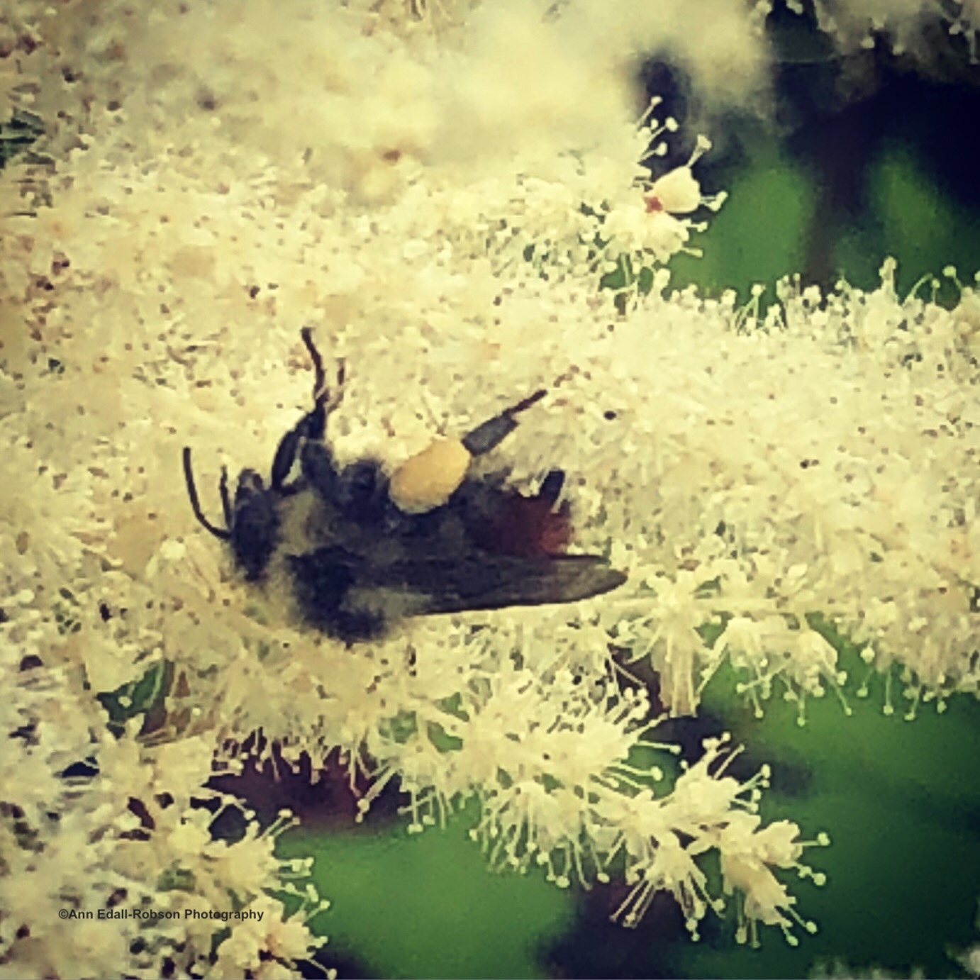 Bee gathering pollen