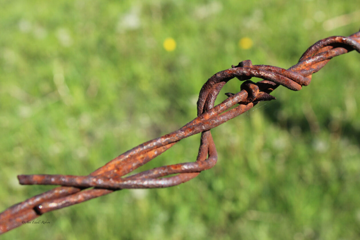 Vintage Barbed Wire