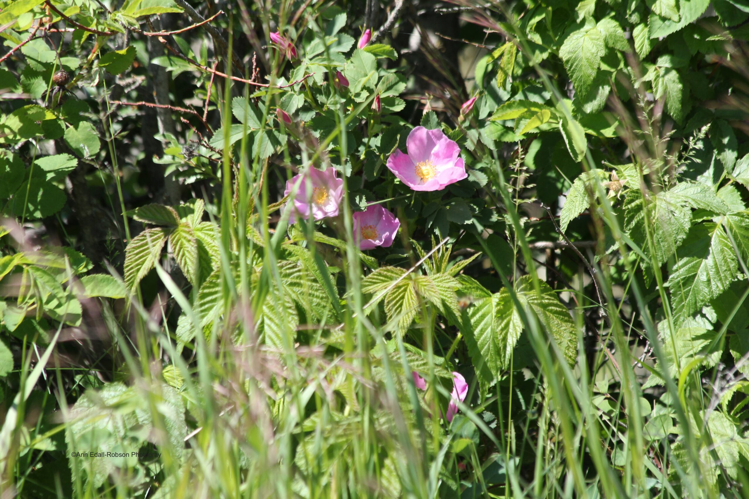 Alberta Wild Rose