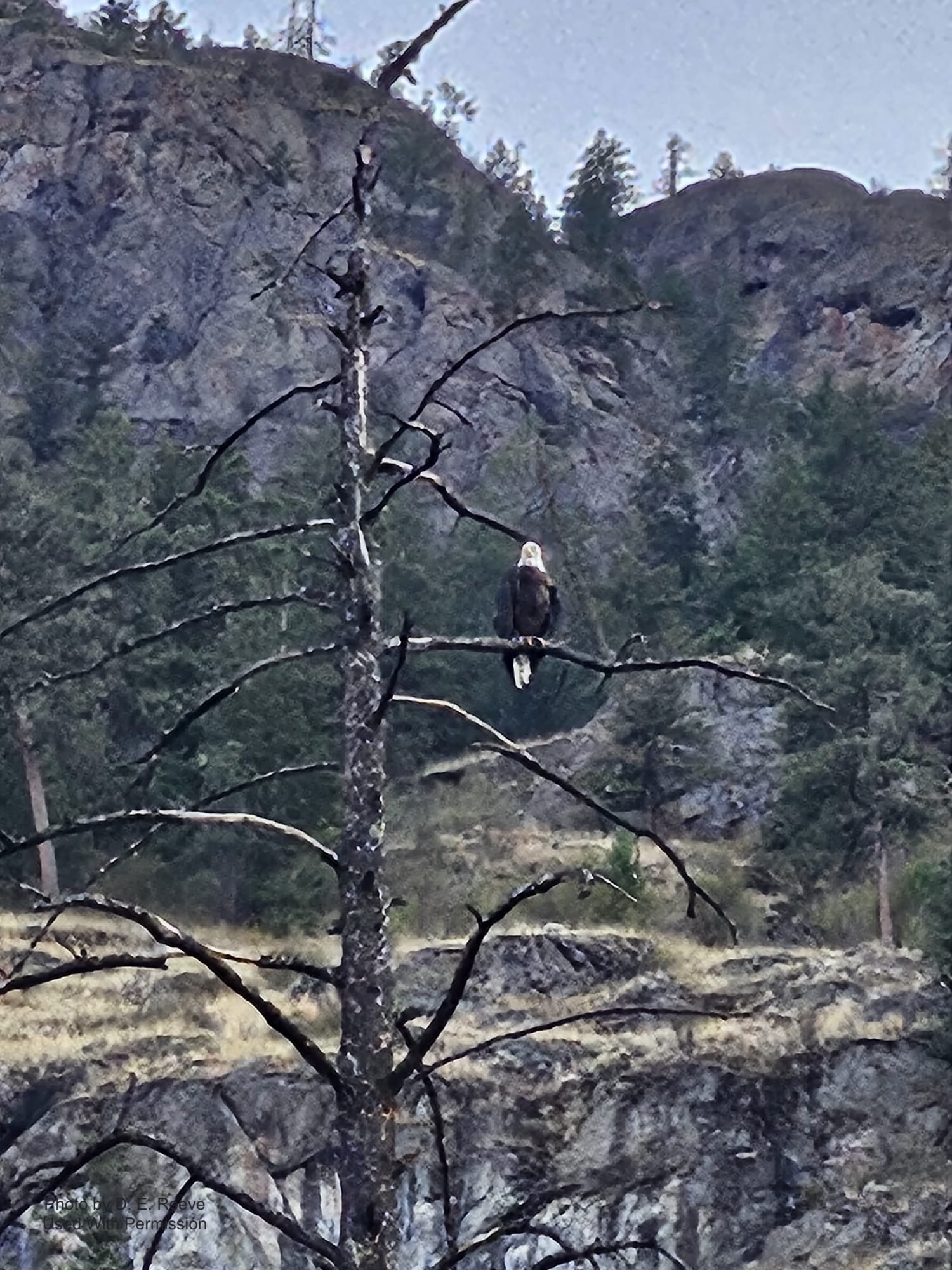 Eagle Watch