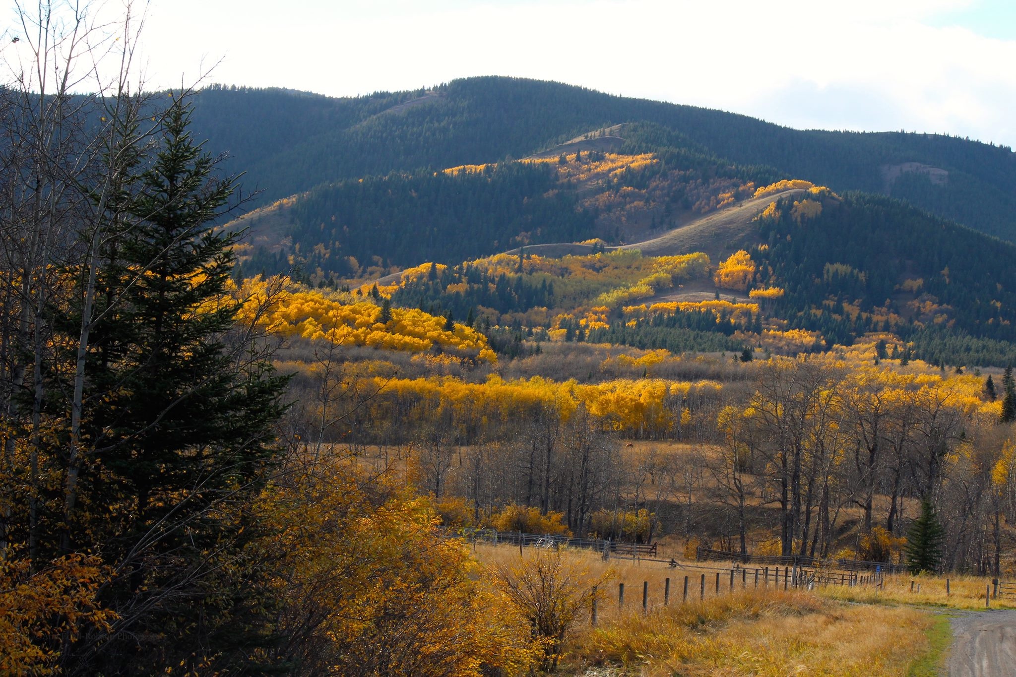Alberta Foothills Fall Colours